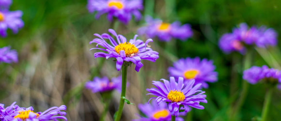 ACU Newsletter: Spring 2025